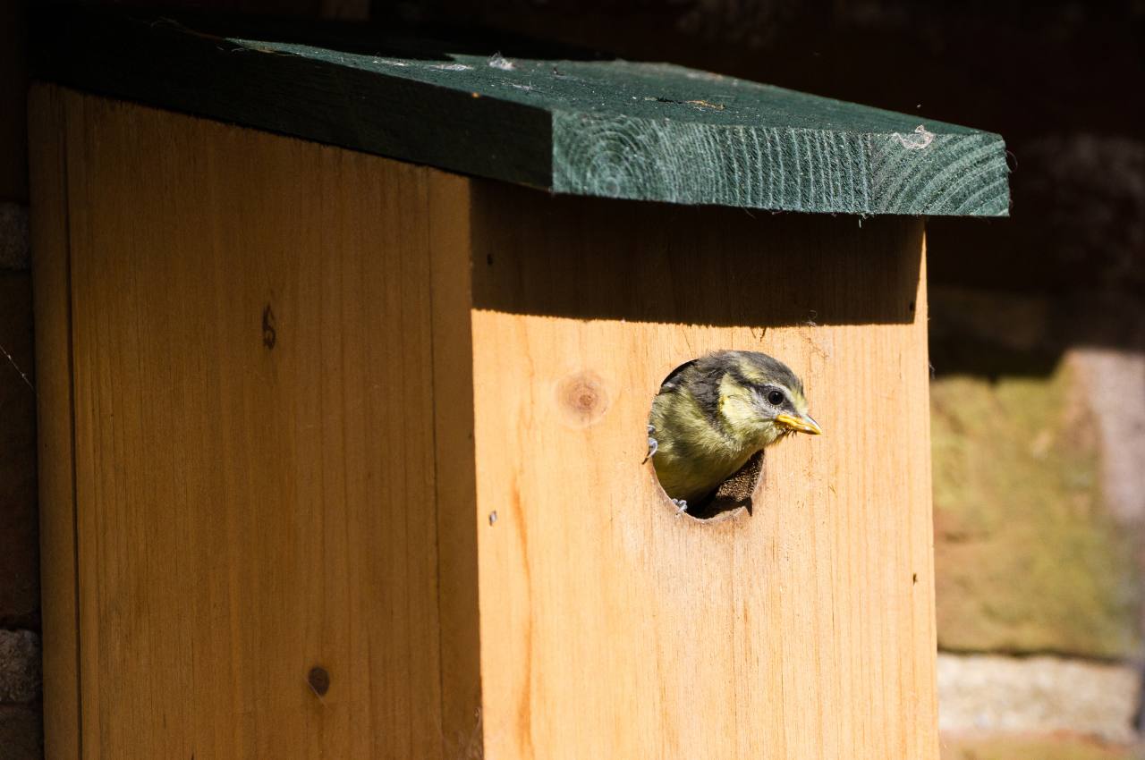 Wooden Bird Box: A Perfect Shelter for British Garden Birds